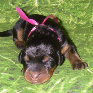 Chiots beaucerons 2009